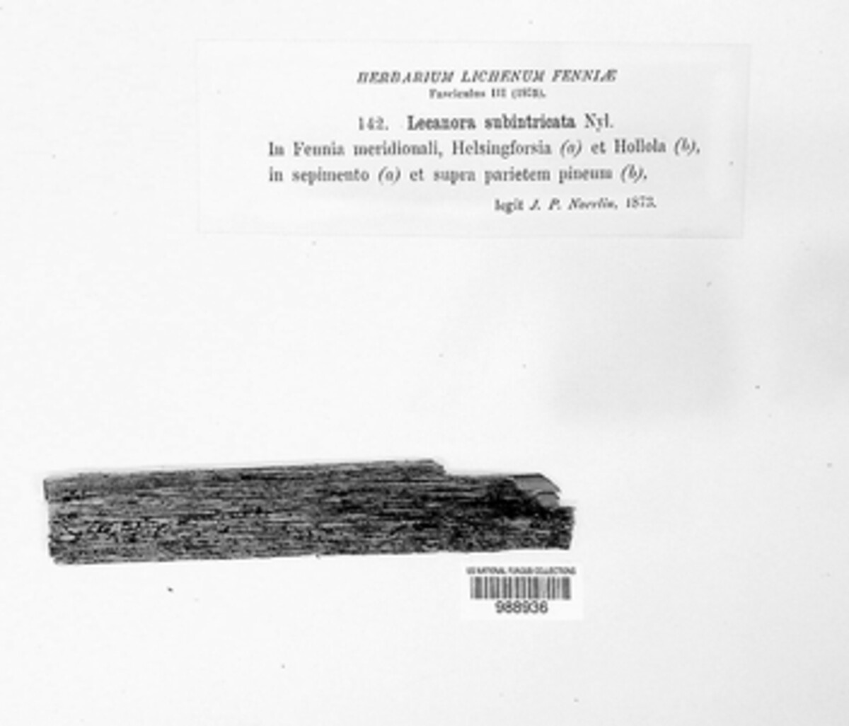 Lecanora subintricata image
